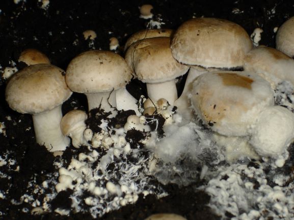Example of Cobweb disease growing over brown mushrooms